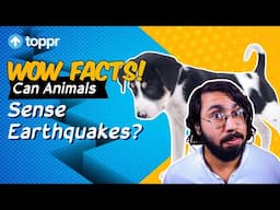 Can Animals Sense Earthquakes? | Toppr Wow Facts