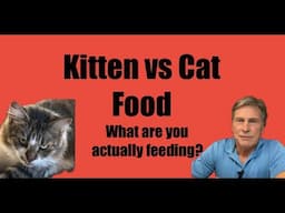 Kitten vs Cat Food...What Are You Actually Feeding?