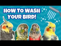 How to Bathe Your Bird | Parrot Bath and Shower Time | BirdNerdSophie AD