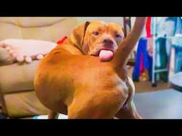 Funny Animal Videos 2024🤣 - Funniest Cats😹 and Dogs🐶 Videos!