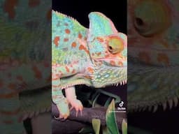 Grace under fire  #chameleon #reptiles #lizard #veiledchameleon #funny #documentary #nature