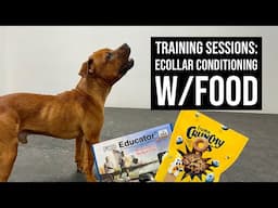 Training Sessions: E-collar conditioning Oso using food