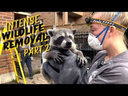 Intense Wildlife Encounter Continued: Raccoon Removal & Family Reunion | Part 2