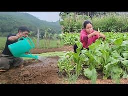 Single mother: Picks a garden of choysum vegetables to sell - Makes a living every day | Rural life