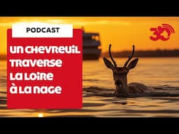 PODCAST - Un chevreuil traverse la Loire à la nage