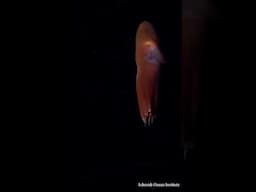 Dumbo Octopus: Discover Its Hidden Eyes!