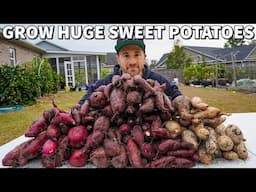 Mindblowing SWEET POTATO Harvest! Watch How I Did It