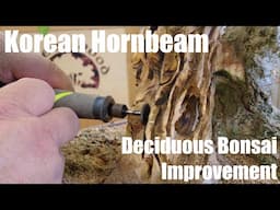 Deciduous Bonsai Improvement - Korean Hornbeam - Greenwood Bonsai