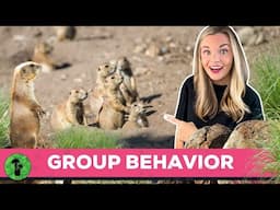 Animal Group Behavior | Why Animals Work Together