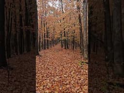 Take a break with a walk through the woods in the rain #outdoors #rain #nature #aesthetic #hiking