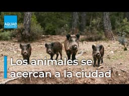 El CAMBIO CLIMÁTICO y la pérdida de ECOSISTEMAS están acercando a los animales a las CIUDADES 🏙️🐻