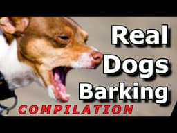 Epic Dog Barking Compilation: See How Your Dogs REACTS and Can't Resist!