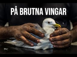 PÅ BRUTNA VINGAR - Trailer