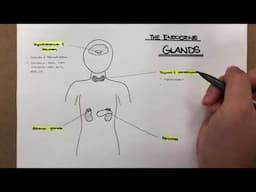 Endocrine Glands