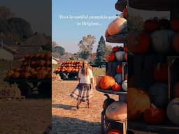 The most beautiful pumpkin patch in Flanders, Belgium! All info in my pumpkin patches video!