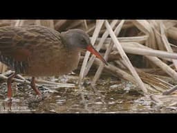 Virginia Rail Foraging in Maine