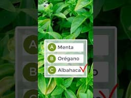 ¿Cuántas de estas aromáticas conoces?🌱🤔🌿