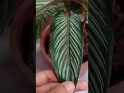 Grow Best Ever Calathea - Prayer Plant Care