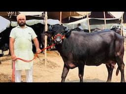 अच्छी नसल की भैंस खरिदने के लिए सम्पर्क क़रे ॥ Top Quality Buffaloes for Sale || Sardarji Dairy Farm