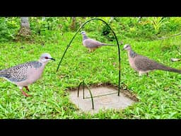 Traps are made to catch doves in the deep forest,,