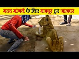 मदद मांगने के लिए मजबूर हुए जानवर | animals forced to ask for help