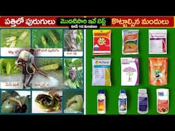 cotton pest and disease management in Telugu | Agriculture