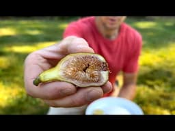 This Ripe Fig Tree Variety is So Good!