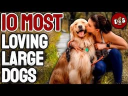 10 Most Affectionate Loving Large Dog Breeds