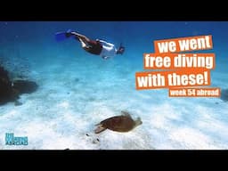 Free Dive Panglao Island, Bohol for SEA TURTLES and UNDERWATER LUNCH! Week 54 vlog + DRONE VIDEO!