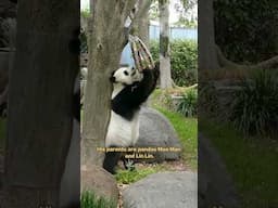 【Pandas' World Travel】Pandas Wang Wang And Fu Ni Left Australia For China | iPanda