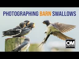 Photographing Barn Swallows the Lazy Way - OM System OM-1