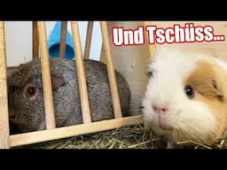 Doch keine Weltherrschaft durch Meerschweinchen...