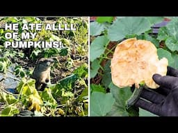 Farm Update - We Lost the Pumpkins!