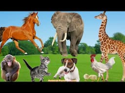 Unique Appearances of Animals: Monkey, Elephant, Horse, Chicken, Giraffe - Animal Videos