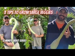 Tuesday Growing Tip: 3 Tips to Grow Large Vegetables || DHBG