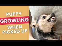 Puppy Growls When Being Picked Up