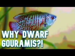 Get a Dwarf Gourami, 5 Reasons Why!!