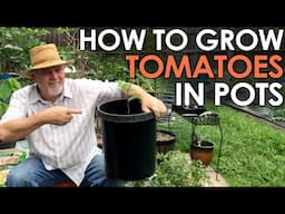 How to Grow TOMATOES in Pots || Black Gumbo