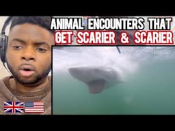 Brit Reacts To ANIMAL ENCOUNTERS THAT GET CRAZIER AND CRAZIER!