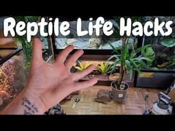 Top 5 Fun Reptile Life Hacks