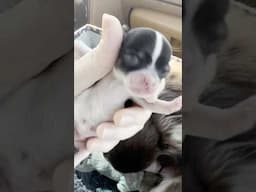 Meet Eevie’s 3 newborn puppies! #sweetiepiepets #puppy #chihuahuapuppy #chihuahuapuppies #pets