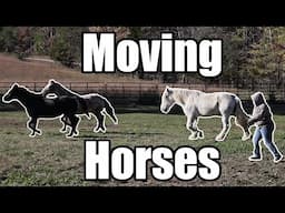 Moving Horses - Horse Plus Happenings Vlog #35 | 11-21-2024