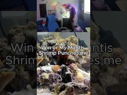 Win or else my Mantis Shrimp punches me!!