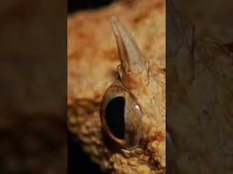 Desert Horned Viper checks out his photo