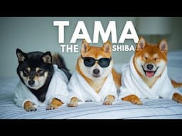 หล่อ เข้มกว่ากาแฟ ..ก็ต้องแกแล้วละ Tama.theshiba l Pet Star 4 ขาติดดาว