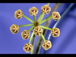 A Visit with Hoya acicularis