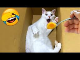 Funniest Animals 2024: 😺 Funny Cat and Dog Videos 🐈 Life Funny Pets 😸 Part 11