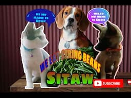 trending MY FUR BABIES LOVES TO EAT STRING BEANS (sitaw)  | JANZEEN CHING