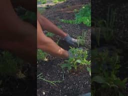 Planting a Diverse Garden  🌺 🌱🪻|| Flock Finger Lakes