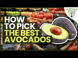 How To Pick The BEST Store-Bought Avocados